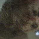 살롱드, 왈 이미지