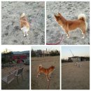 도기헤븐 이미지