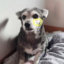 화이트동물메디컬센터 이미지