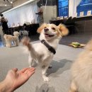 품이네 애견방 | 믿고 맡길 수 있는 노원 카페멍스 4일간의 애견호텔 이용후기