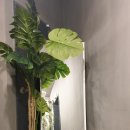 빌레.꼿 이미지