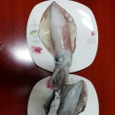 듀엘모터스 | 산란 무늬오징어야 안녕?
