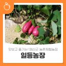 일등농장 이미지