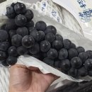 무지개농장 | 고당도포도택배추천 무지개빛 농장 제철 캠벨 포도 포도선물세트 후기