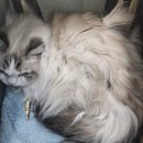 고양이미용호텔_미야옹 이미지