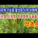 뇌세포를 활성화 시켜 치매와 방광염에 좋은 약초는 이미지