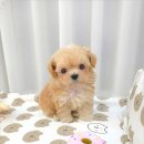 강아지분양 꽃강아지 중랑점 이미지