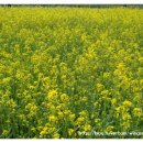 초정식당 이미지