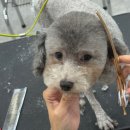 캄애견미용학원 네이버블로그