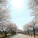 라제통문벚꽃길 이미지