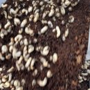 죽전농장 이미지