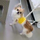 땡일리 애견 유치원 이미지