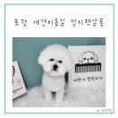 멍지펫살롱 이미지