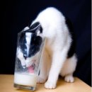 개와고양이 - 사상구 새벽시장로56번가길 4 | 개와고양이