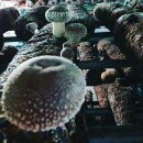 산속골농장 이미지