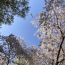 예스펫살롱 이미지