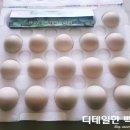 강화유정란 농장 | 낭만기러기 기러기알 유정란으로 만든 라면과 반숙란, 간장안란밥 후기
