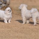 지니하니 이미지