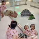 꼬꼬댁가월 가월카페 | [울산카페] 건즈하우스: 도마뱀🦎만지기, 뱀🐍은... 못 만지겠어요...