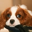 초콜릿종합동물병원 이미지