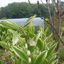 탑골농장 이미지