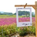 천일홍축제 이미지