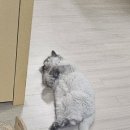 펫앤켓 이미지