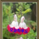 젊음생각