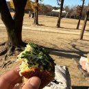 참새방아깐 이미지