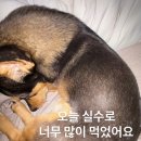 비스퀴테리산
