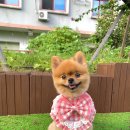 댕댕빠숑 케이프 후기🎀