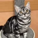 라마지샤 이미지