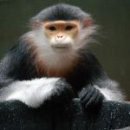 REBORN DOG 이미지