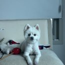 펫살롱 | 수원애견미용 디어펫살롱 후기, 권선동애견미용 가위컷 잘하는 곳