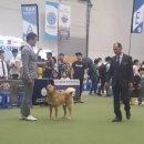 왈가왈부 반려견센터 이미지