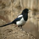 까치국밥 이미지