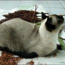 용안농약사 이미지