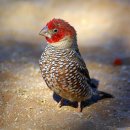 나미브(NAMIB) 네이버블로그