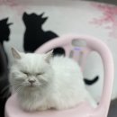 베키보육원 네이버블로그
