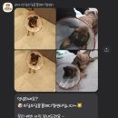 24시 쓰담쓰담 동물메디컬 센터 이미지