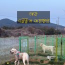올레애견펜션 | 태안 시골똥개 애견펜션 후기! 대형견도 마음껏 뛰놀 수 있는 숙소🐾