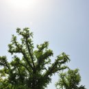 소백산자락길 제4코스 | 소백산 자락길(1) - 달밭길을 걷다.