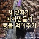 삼남매 염소농장 | 부산 아이와체험추천 버섯따기 피자만들기 동물먹이주기등