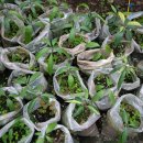 소랑호젠 이미지