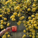 팔공산녹색길 숲길 2코스 이미지