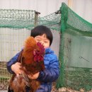 꼬꼬닭 이미지