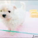 컴투펫주 | 수원강아지분양 만발의 준비!