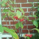 청기와오리집 이미지