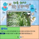 풀각시 이미지