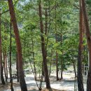 왕피천 숲속 캠핑장 이미지